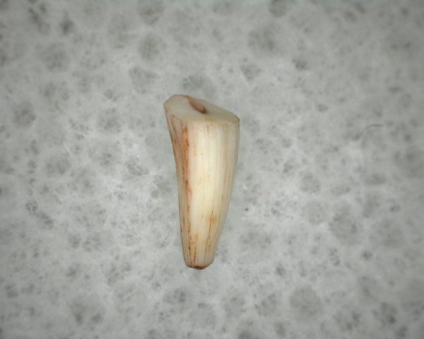 "Apachesaurus" Amphibian Tooth #12 - Image 2