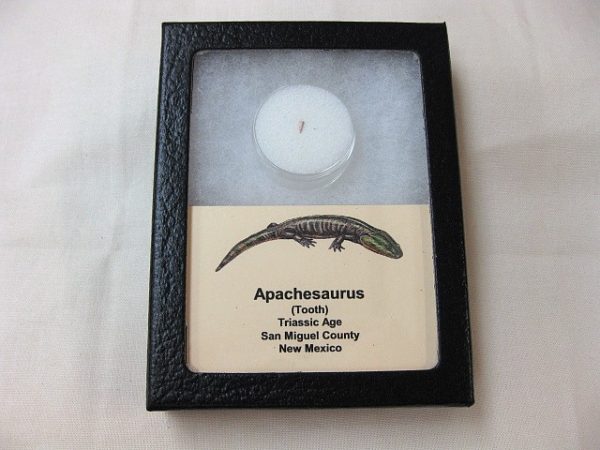 "Apachesaurus" Amphibian Tooth #9