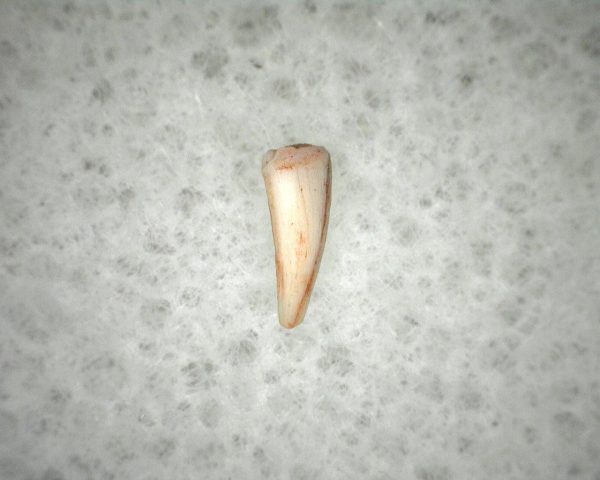 "Apachesaurus" Amphibian Tooth #9 - Image 2