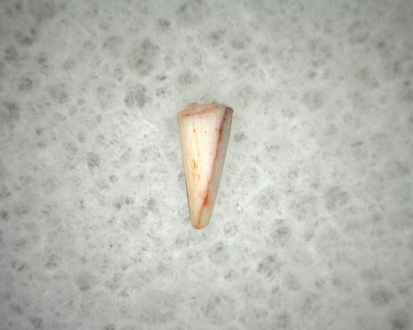 "Apachesaurus" Amphibian Tooth #9 - Image 3