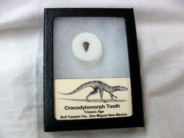 Triassic Crocodylomorph Tooth #1