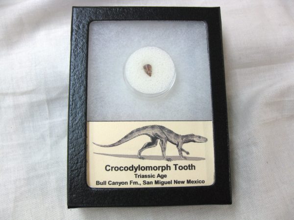 Triassic Crocodylomorph Tooth #11