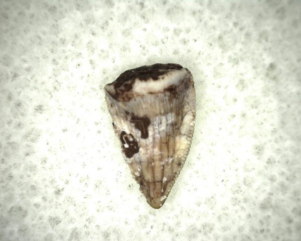 Triassic Crocodylomorph Tooth #11 - Image 3