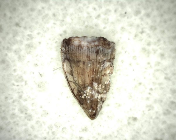 Triassic Crocodylomorph Tooth #11 - Image 2