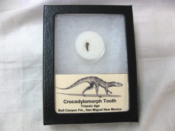 Triassic Crocodylomorph Tooth #12