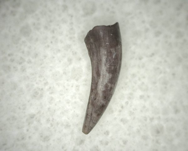 Triassic Crocodylomorph Tooth #12 - Image 3