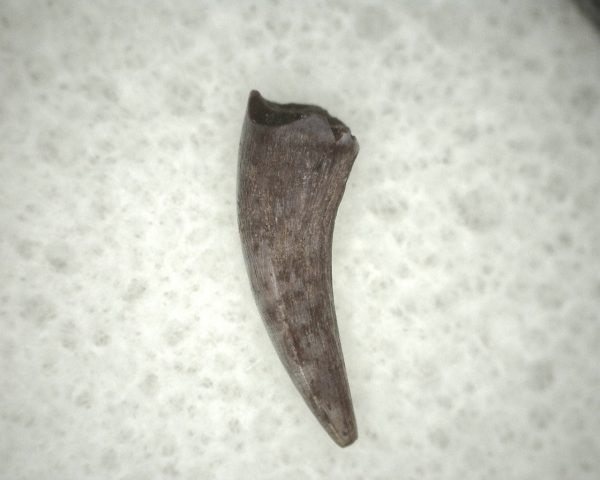 Triassic Crocodylomorph Tooth #12 - Image 2