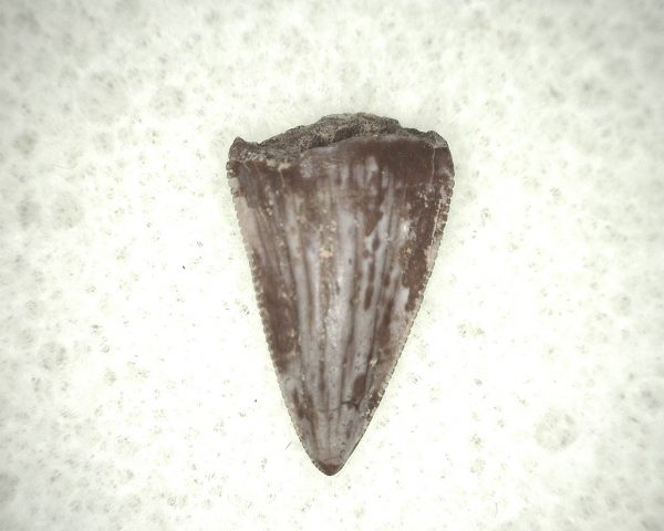 Triassic Crocodylomorph Tooth #1 - Image 2