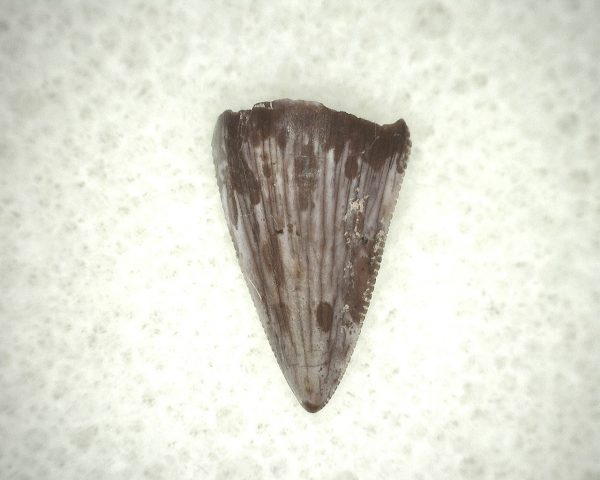 Triassic Crocodylomorph Tooth #1 - Image 3