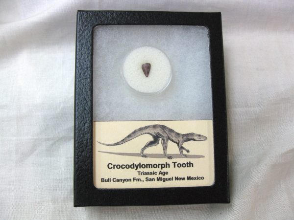 Triassic Crocodylomorph Tooth #2