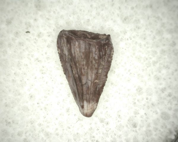 Triassic Crocodylomorph Tooth #2 - Image 2