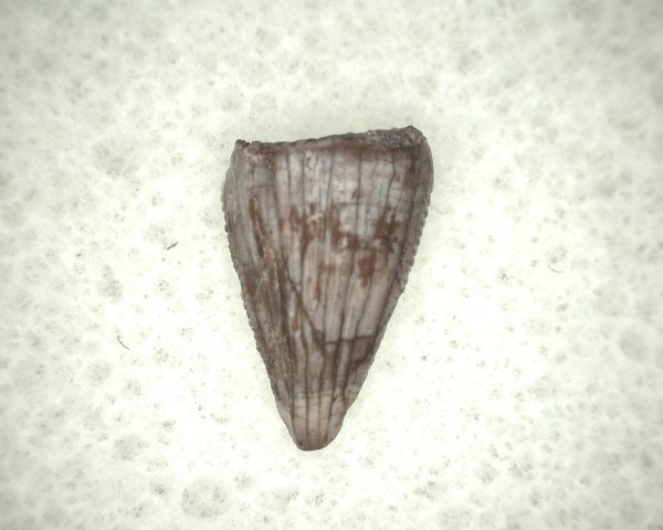 Triassic Crocodylomorph Tooth #2 - Image 3