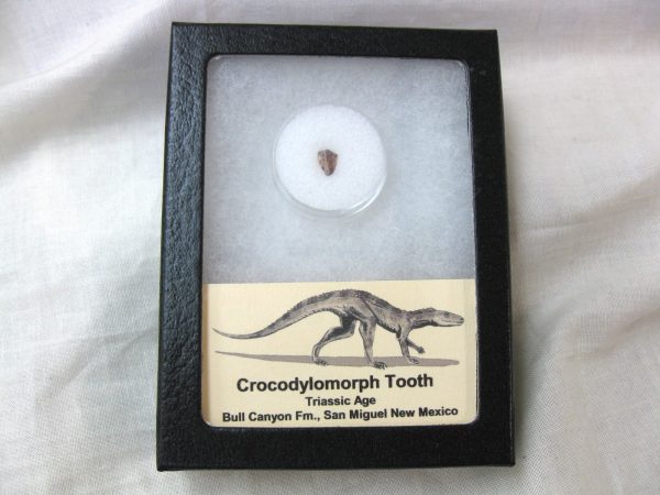 Triassic Crocodylomorph Tooth #3