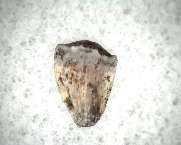 Triassic Crocodylomorph Tooth #3 - Image 2