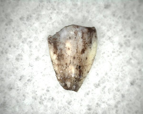 Triassic Crocodylomorph Tooth #3 - Image 3