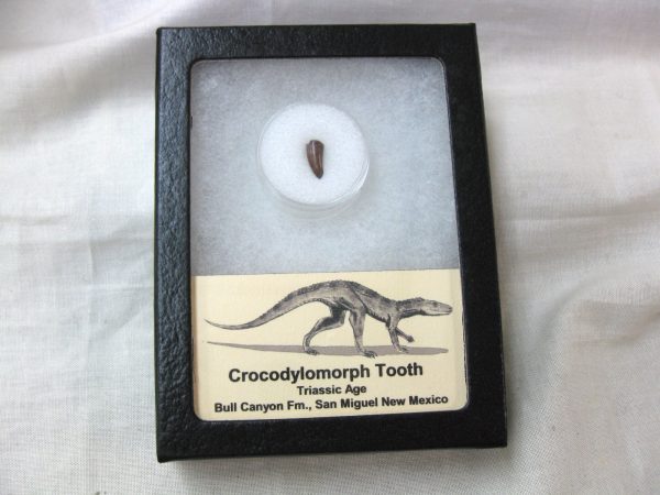 Triassic Crocodylomorph Tooth #4