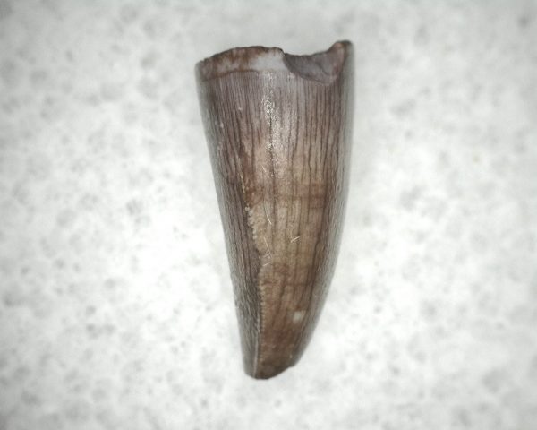 Triassic Crocodylomorph Tooth #4 - Image 2