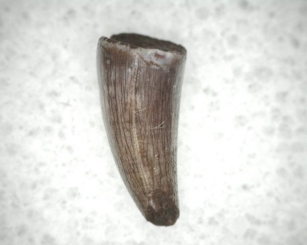 Triassic Crocodylomorph Tooth #4 - Image 3