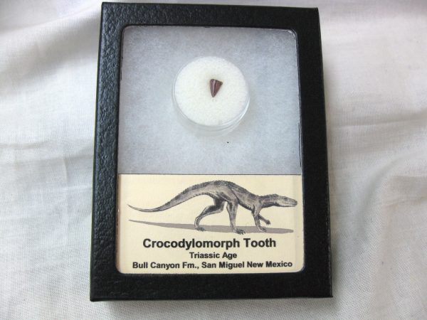 Triassic Crocodylomorph Tooth #5