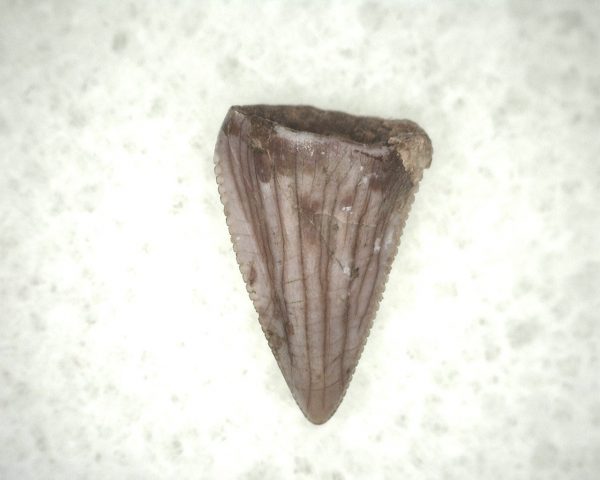 Triassic Crocodylomorph Tooth #5 - Image 2