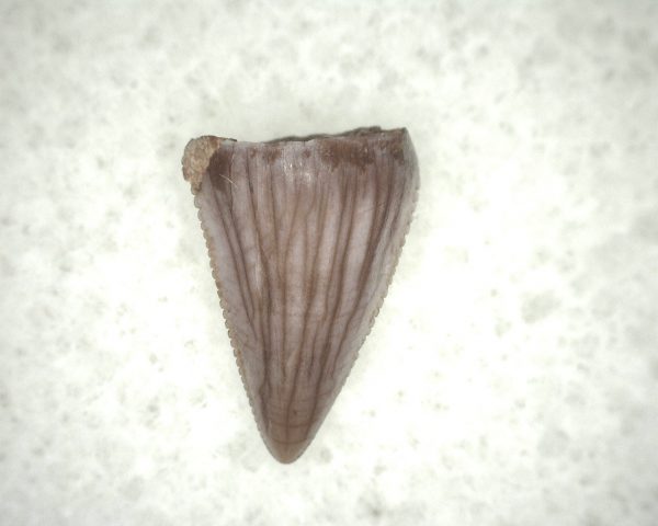 Triassic Crocodylomorph Tooth #5 - Image 3