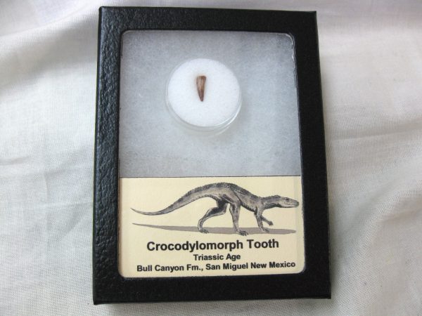 Triassic Crocodylomorph Tooth #6