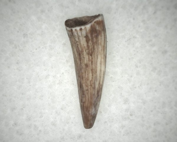 Triassic Crocodylomorph Tooth #6 - Image 2