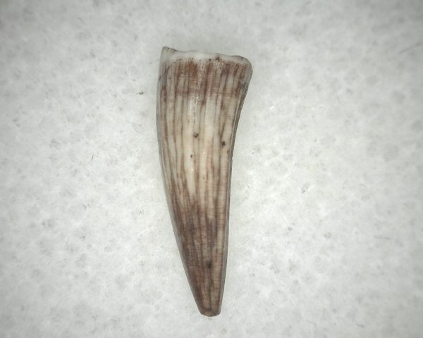 Triassic Crocodylomorph Tooth #6 - Image 3