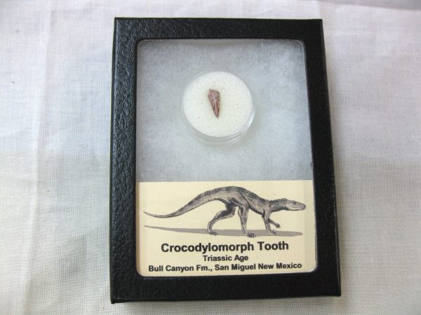 Triassic Crocodylomorph Tooth #7