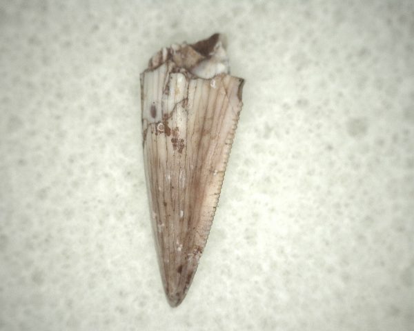 Triassic Crocodylomorph Tooth #7 - Image 3