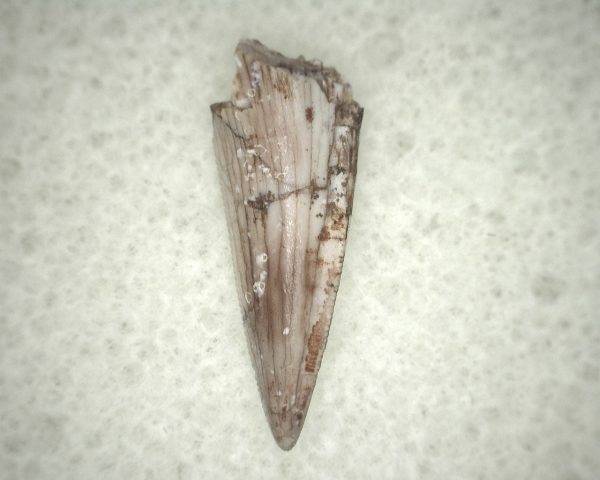 Triassic Crocodylomorph Tooth #7 - Image 2