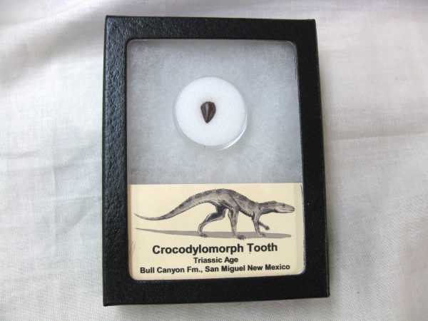 Triassic Crocodylomorph Tooth #8