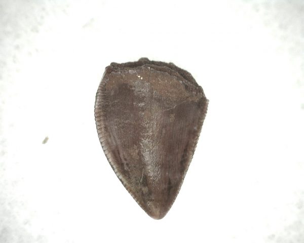 Triassic Crocodylomorph Tooth #8 - Image 2