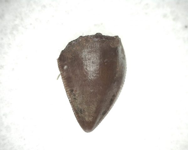 Triassic Crocodylomorph Tooth #8 - Image 3