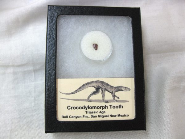 Triassic Crocodylomorph Tooth #9