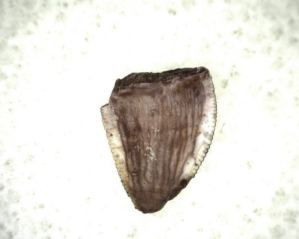 Triassic Crocodylomorph Tooth #9 - Image 3