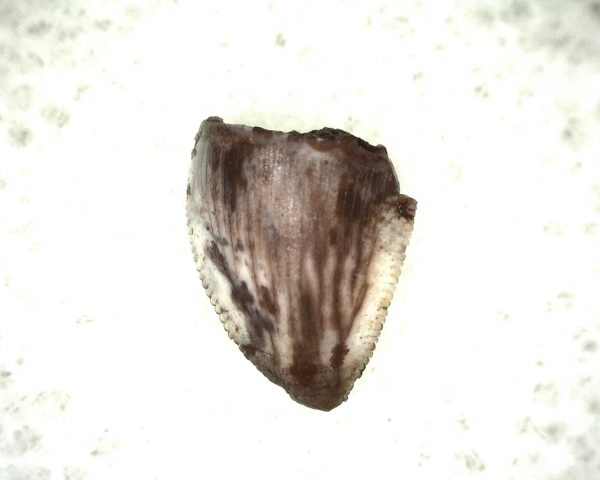 Triassic Crocodylomorph Tooth #9 - Image 2