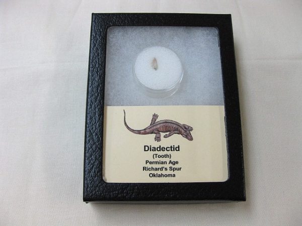 Diadectid Reptile-like Amphibian Tooth #1