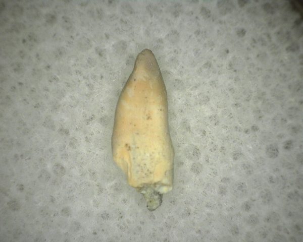 Diadectid Reptile-like Amphibian Tooth #1 - Image 3