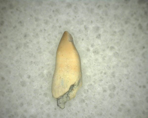 Diadectid Reptile-like Amphibian Tooth #1 - Image 2