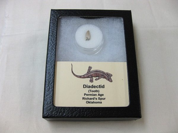 Diadectid Reptile-like Amphibian Tooth #3