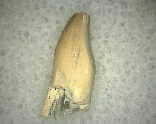 Diadectid Reptile-like Amphibian Tooth #3 - Image 2