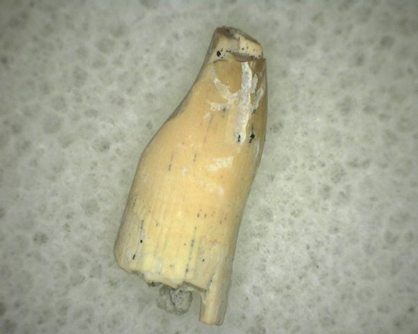 Diadectid Reptile-like Amphibian Tooth #3 - Image 3