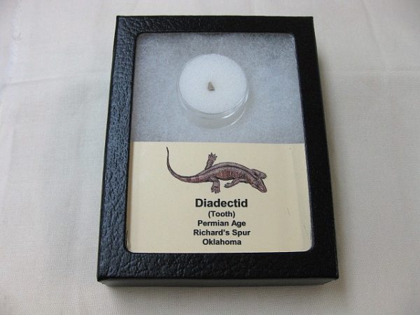 Diadectid Reptile-like Amphibian Tooth #4