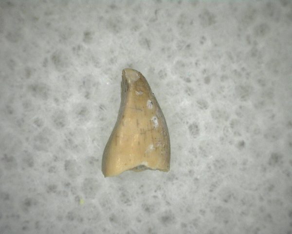 Diadectid Reptile-like Amphibian Tooth #4 - Image 3