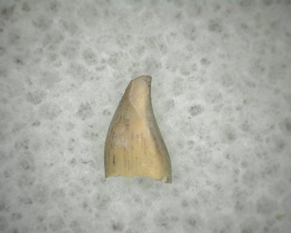 Diadectid Reptile-like Amphibian Tooth #4 - Image 2