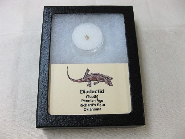 Diadectid Reptile-like Amphibian Tooth #5