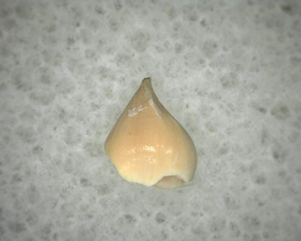 Diadectid Reptile-like Amphibian Tooth #5 - Image 3