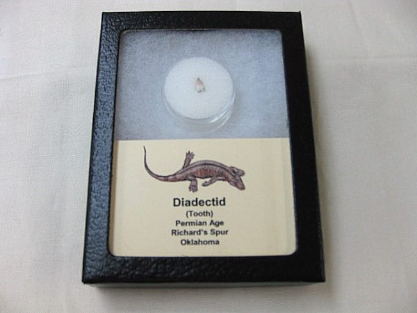 Diadectid Reptile-like Amphibian Tooth #6