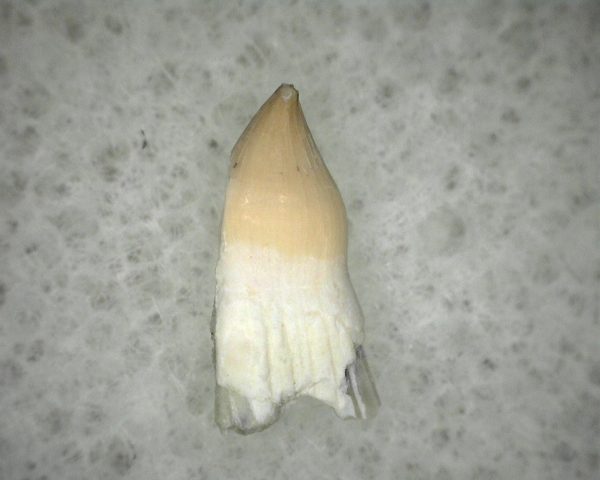 Diadectid Reptile-like Amphibian Tooth #6 - Image 2